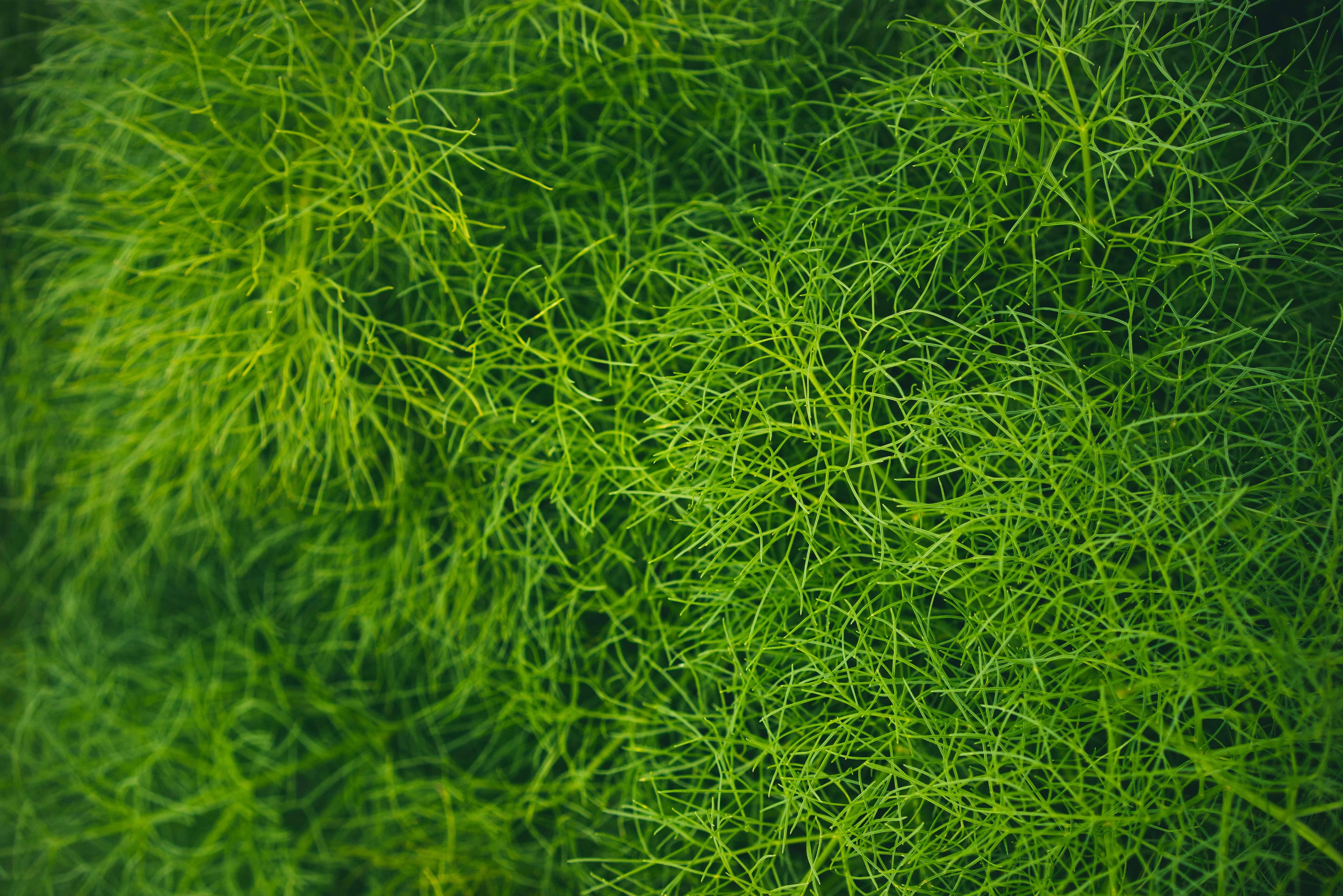Dill fresh