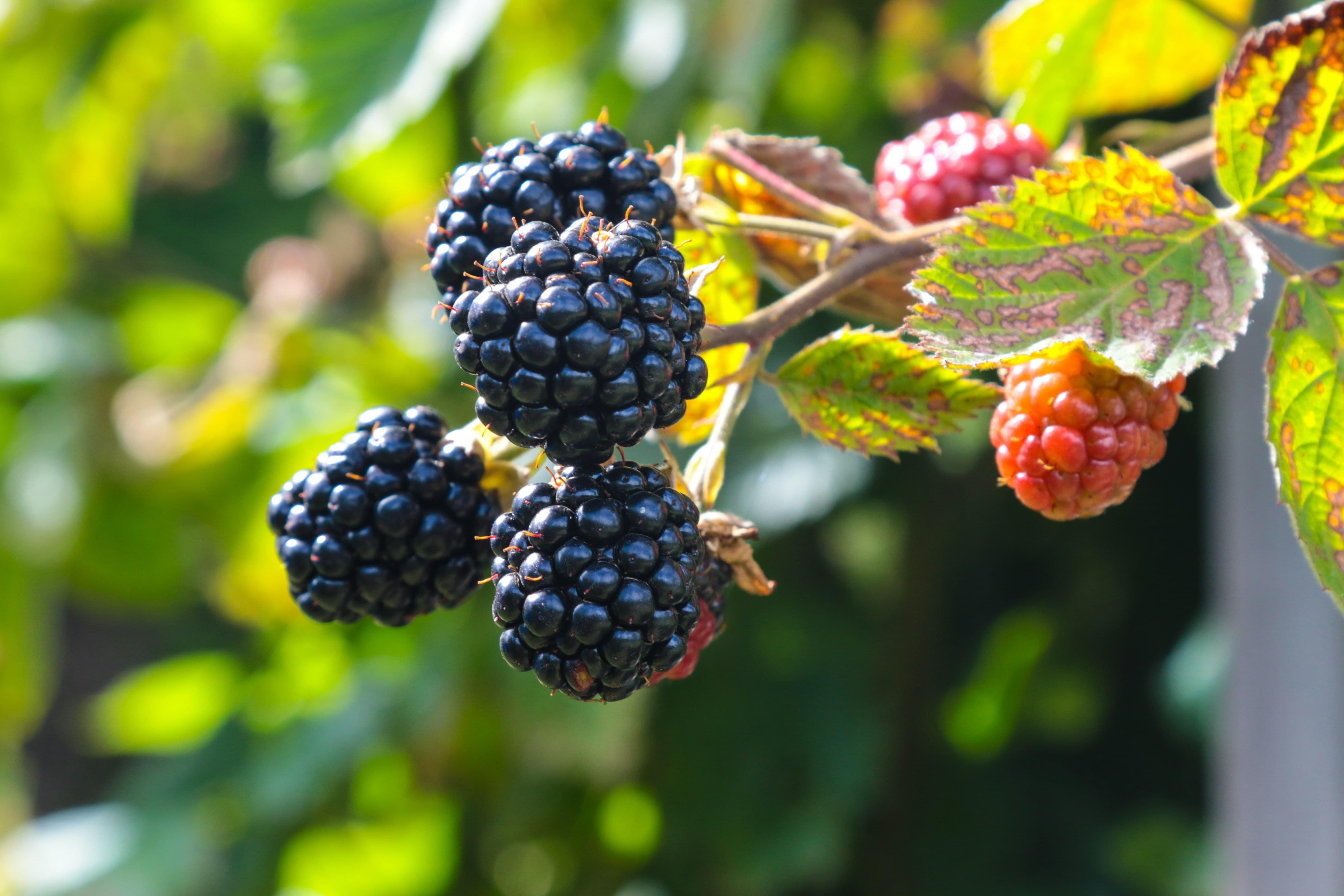 brombeeren