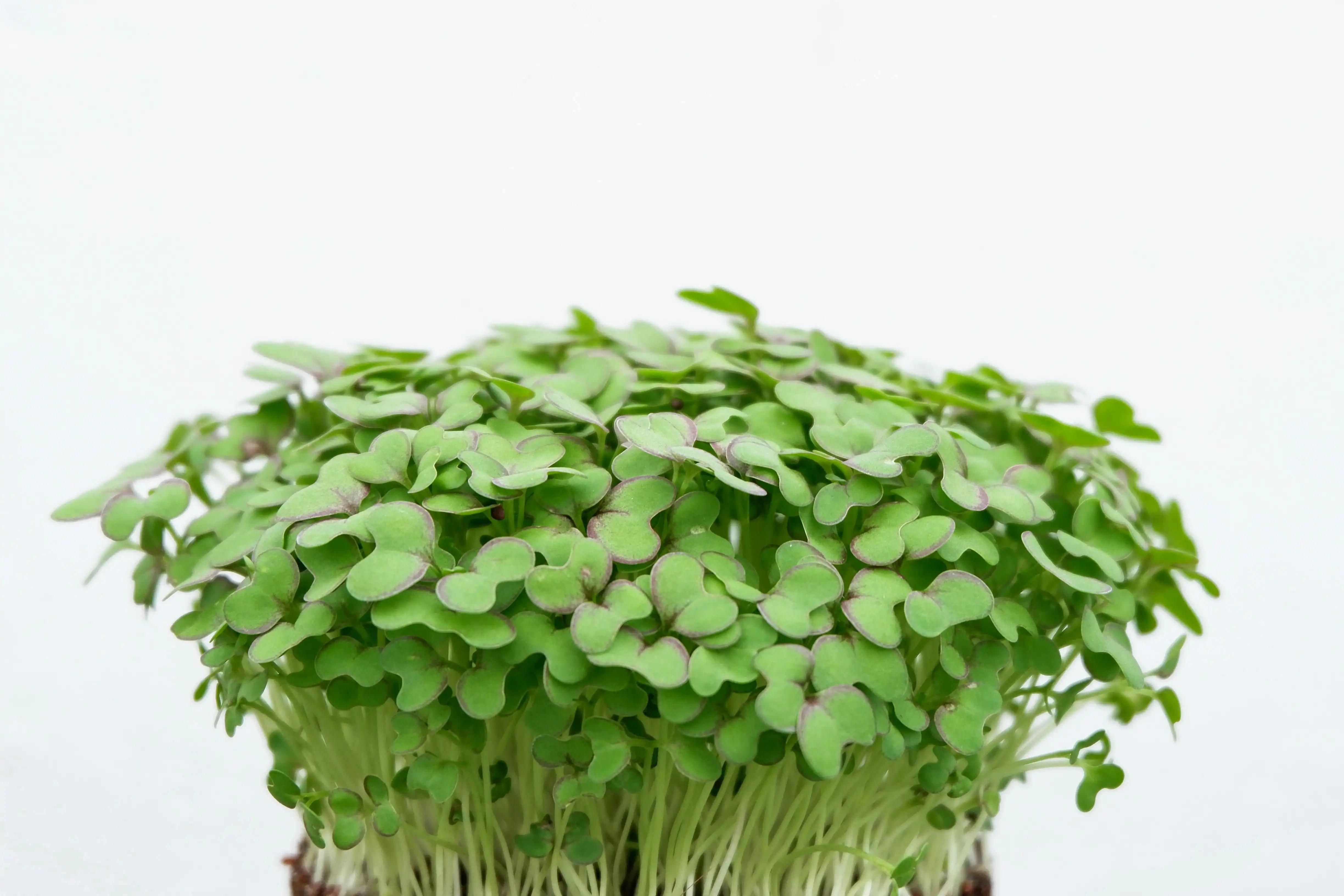 Radish sprouts